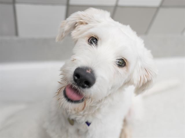 Kieran - Male - Standard Poodle-Mix