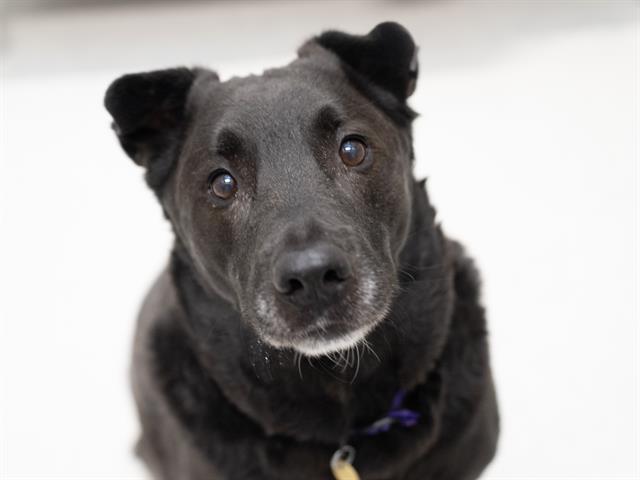 Ranger - Male - Labrador Retriever-Mix