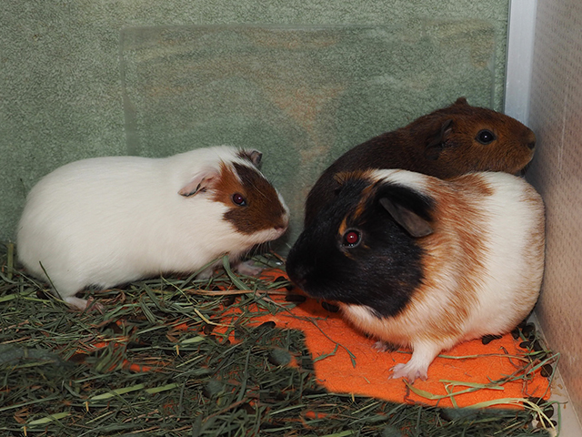 Pamela - Male - Guinea Pig