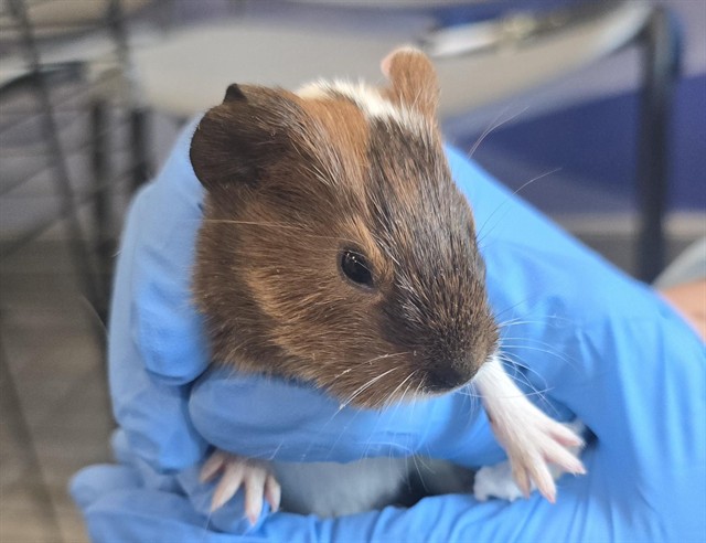 Peanut - Female - Guinea Pig