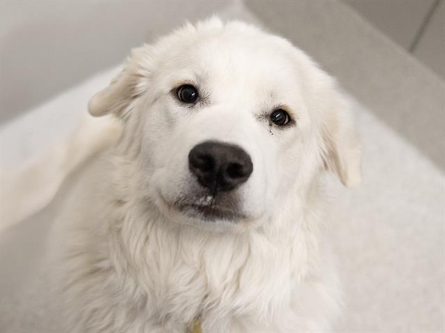 Daisy - Female - Great Pyrenees