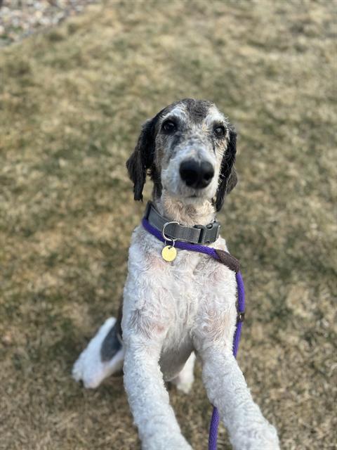 Lambo - Male - Standard Poodle