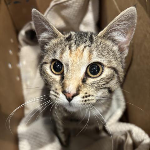 Daffodil - Female - Domestic SH