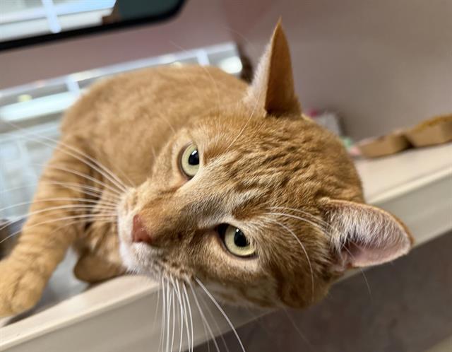 Leo - Male - Domestic SH