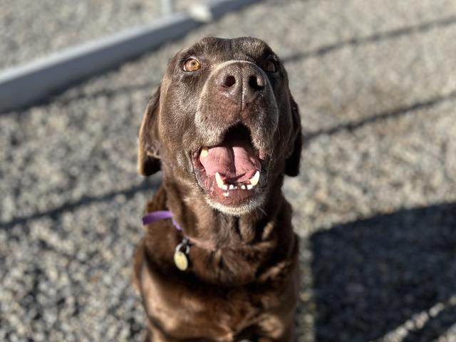Buffalo Fluffalo - Male - Labrador Retriever