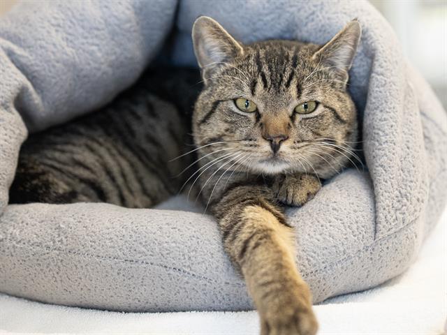 Billy Bob - Male - Domestic SH