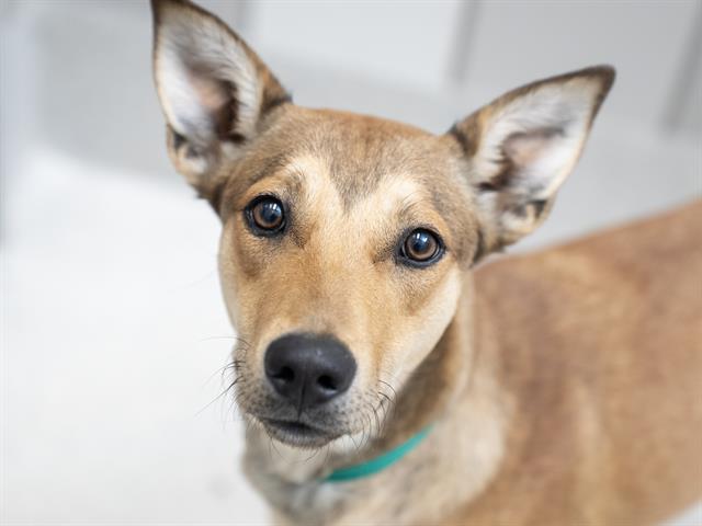 Gaia - Female - German Shepherd-Mix