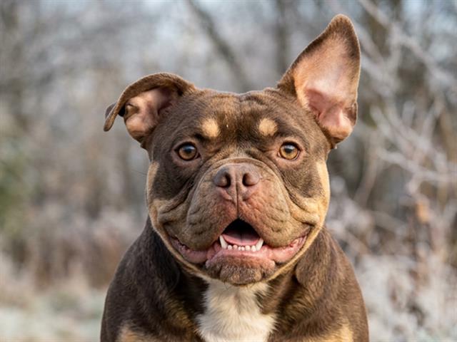 Clementine - Female - French Bulldog-Mix