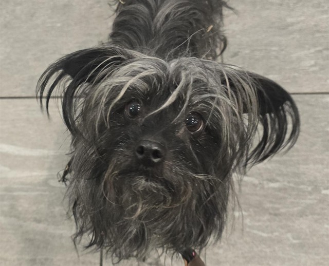 Luna - Female - Yorkshire Terrier-Mix