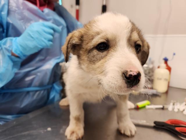 Roisin - Female - Great Pyrenees-Mix