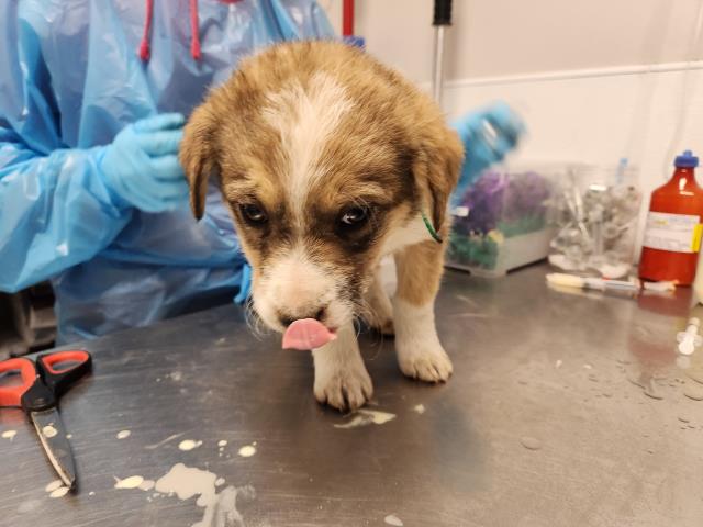 Aine - Female - Great Pyrenees-Mix