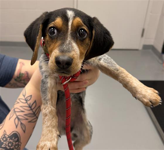 Pearline - Female - Beagle