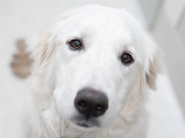 Nala - Female - Great Pyrenees-Mix
