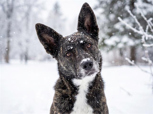Nano - Male - Dutch Shepherd