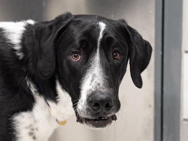 Oslo - Male - Great Dane