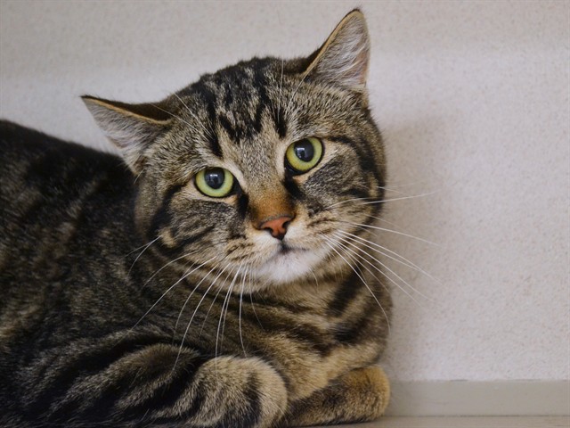 Adso - Unknown - Domestic SH