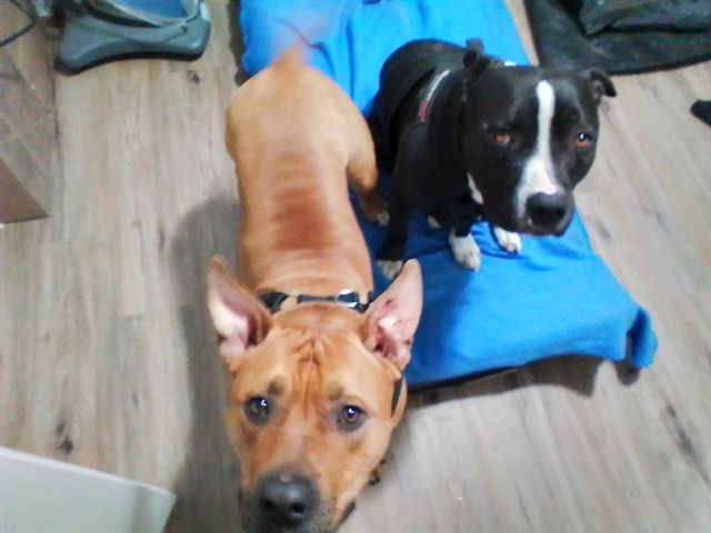 Kilo - Male - Am Bulldog