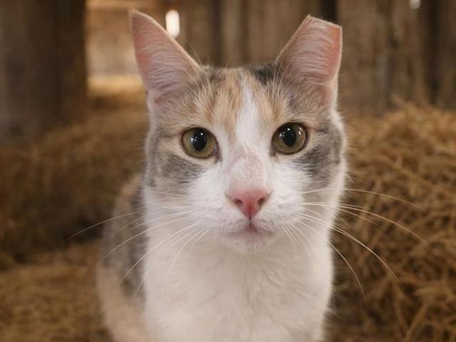 Lillith - Female - Domestic SH