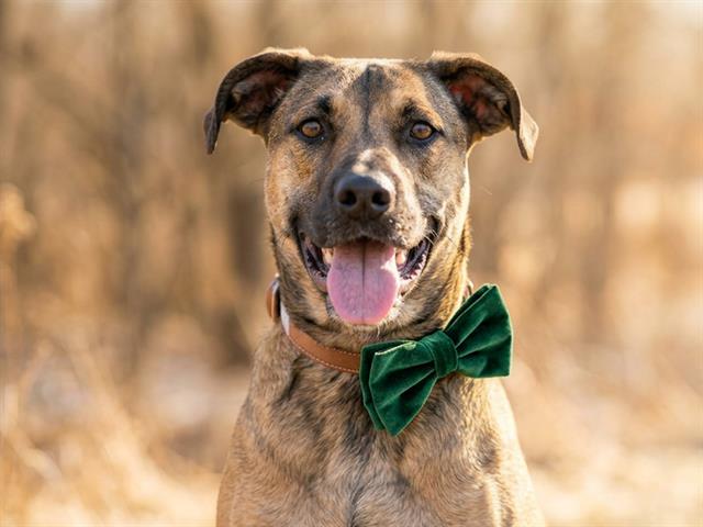 Gunner - Male - German Shepherd-Mix