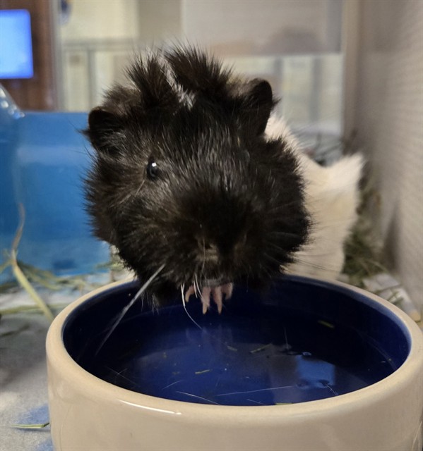 Prince - Male - Guinea Pig
