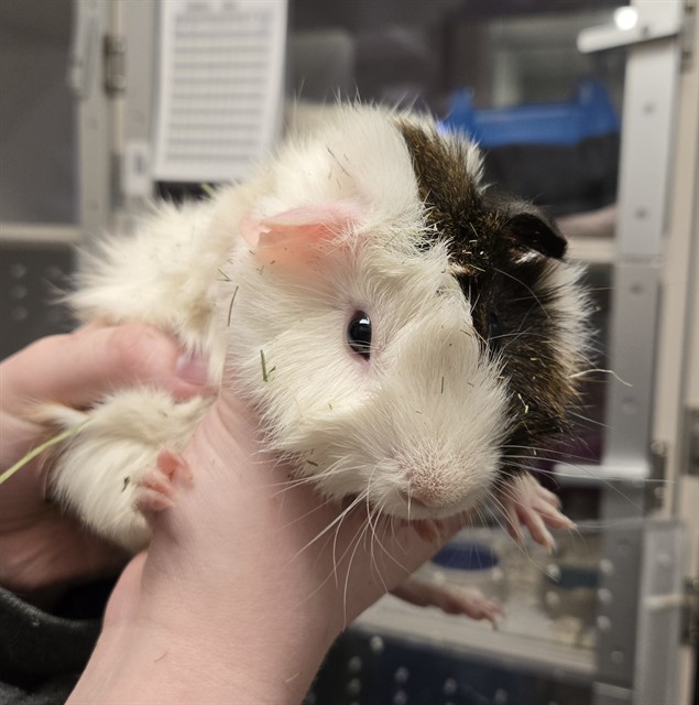 Pj - Male - Guinea Pig
