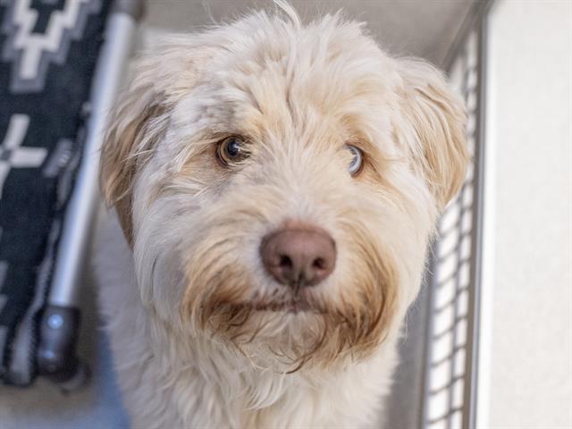 Zeus - Male - Standard Poodle-Siberian Husky