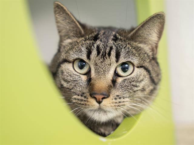 Migi - Female - Domestic SH