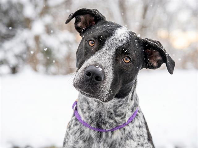 Dot - Male - Nonspecific