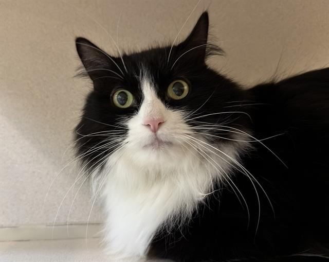 Scooby - Male - Domestic SH