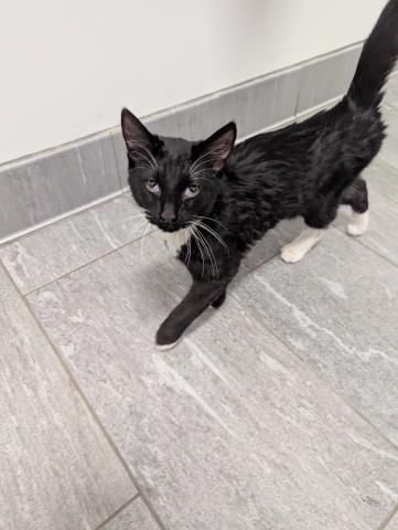  - Male - Domestic SH