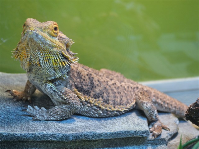 Piccolo - Male - Lizard