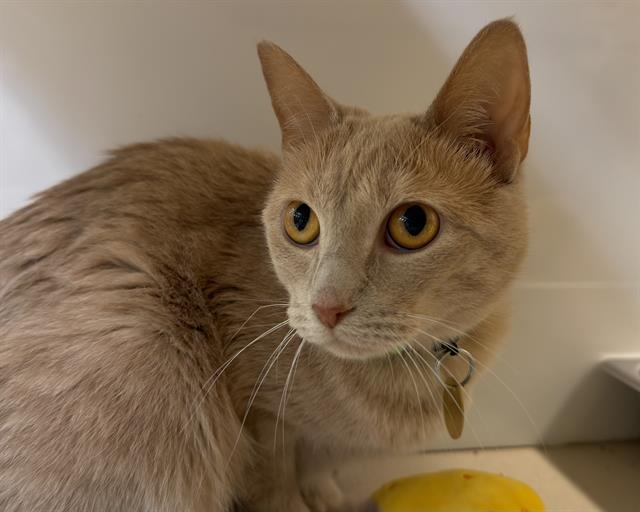 Misty - Female - Domestic SH