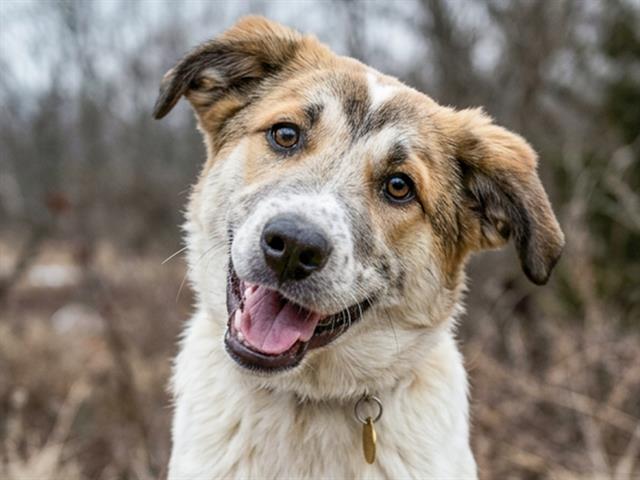 Regan - Female - Great Pyrenees-Australian Cattle Dog