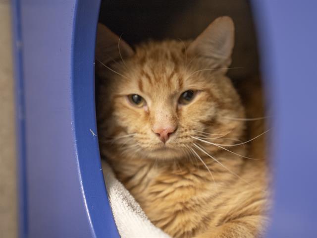 Mr Handsome - Male - Domestic SH