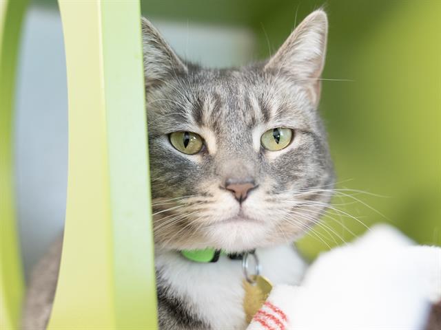 Penelope - Female - Domestic SH