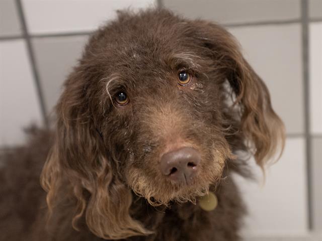 Milo - Male - Labrador Retriever-Standard Poodle