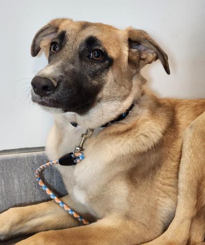 Marshmallow - Female - Belgian Malinois-American Bulldog