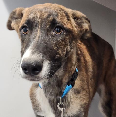 Hershey - Female - Belgian Malinois-American Bulldog