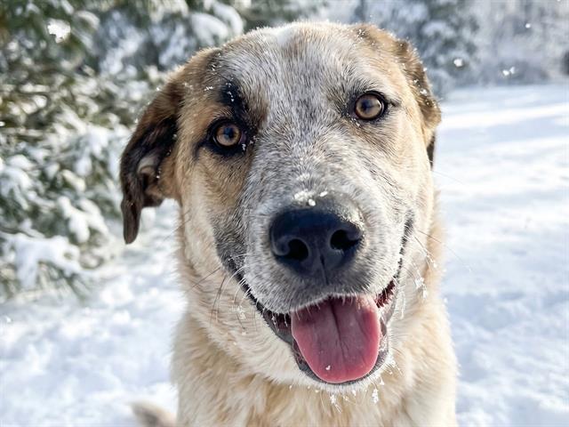 Riker - Male - Great Pyrenees-Australian Cattle Dog