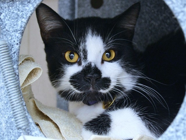 Mr Mistoffelees - Male - Domestic SH