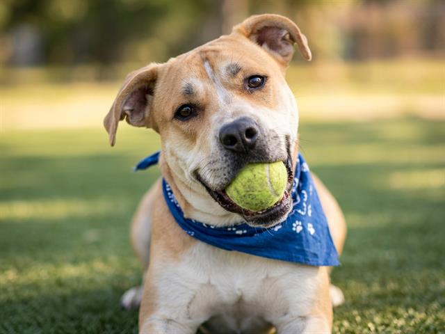 Aries - Male - Pit Bull-Mix