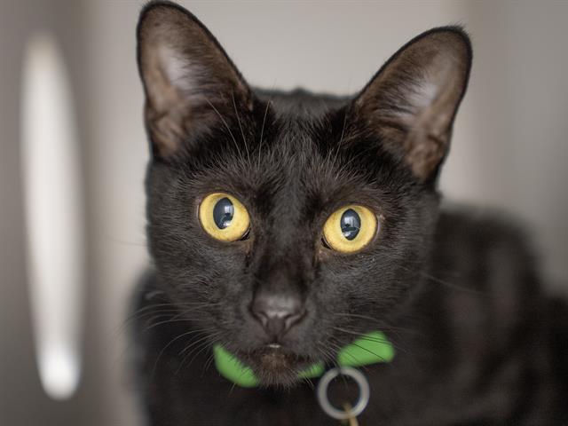 Selena - Female - Domestic SH