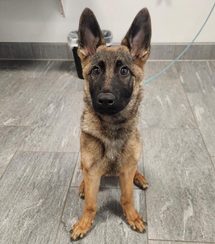 Lily Pad - Female - German Shepherd