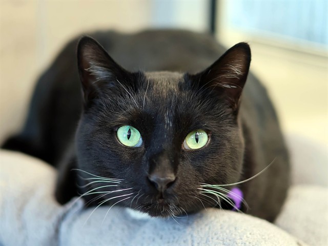 Ice Cream - Male - Domestic SH