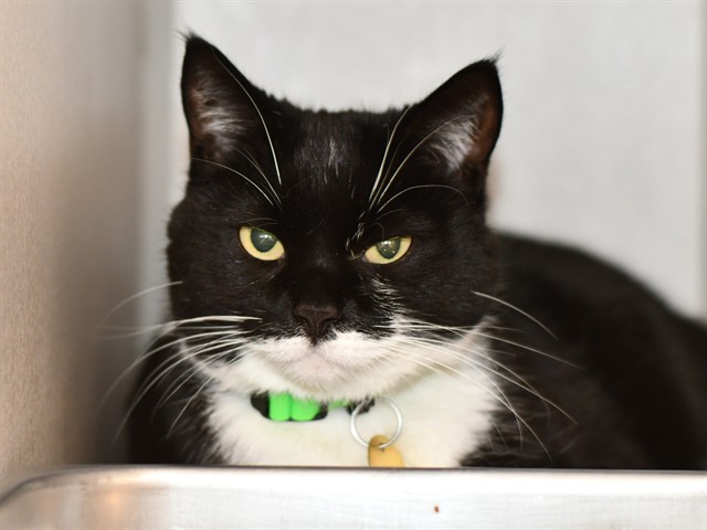 Luna - Female - Domestic SH