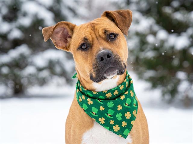Neechee - Female - Boxer-Mix