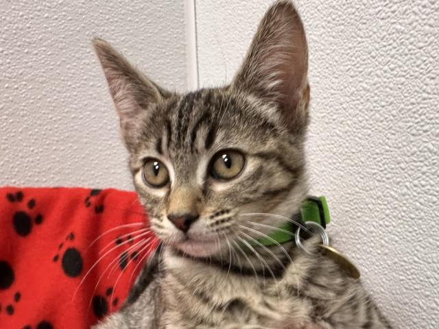 Angel - Female - Domestic SH