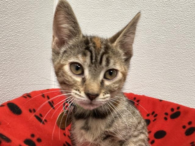 Mittens - Female - Domestic SH