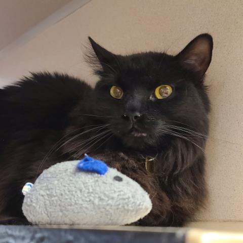 Snarf - Female - Domestic LH