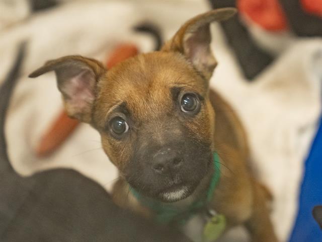 Bessie - Female - Pit Bull